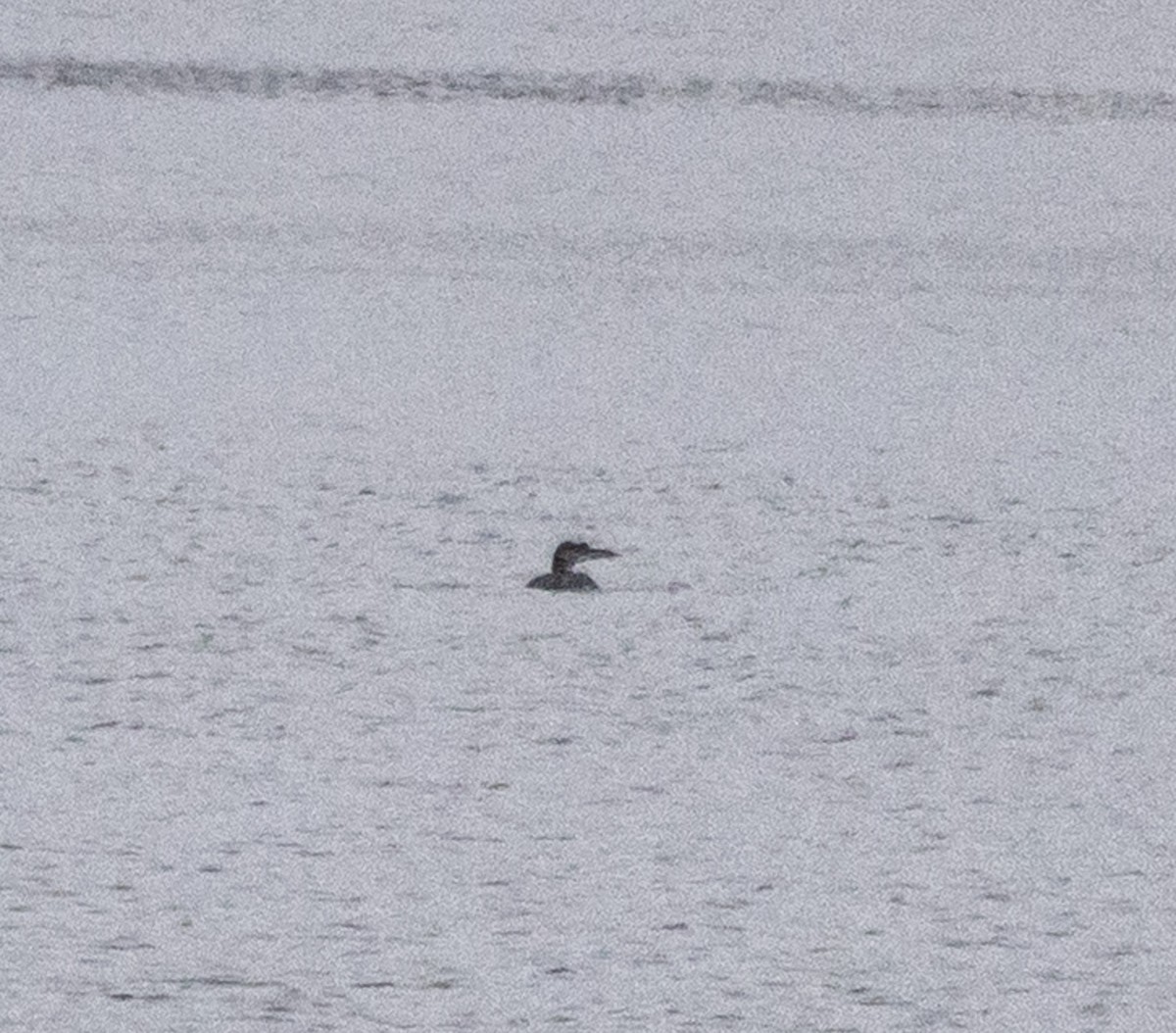 Common Loon - ML646208894