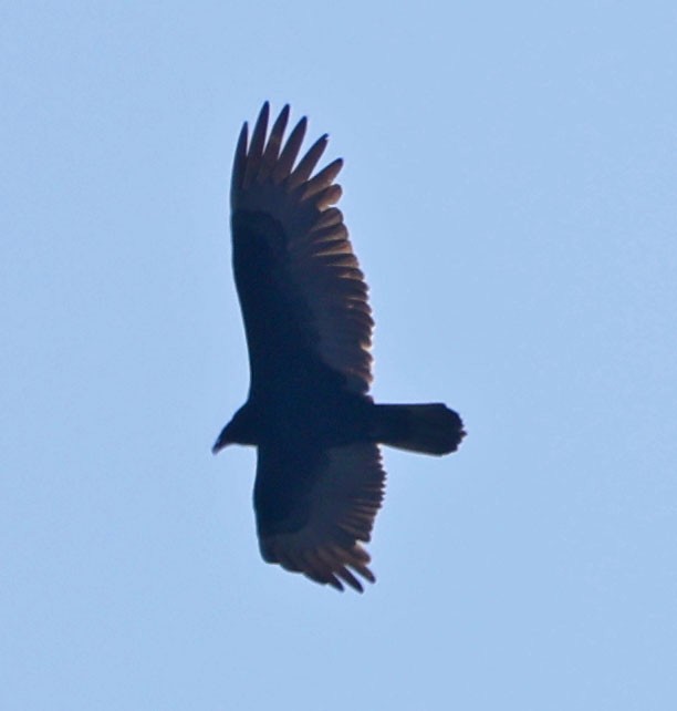 Turkey Vulture - ML646208895