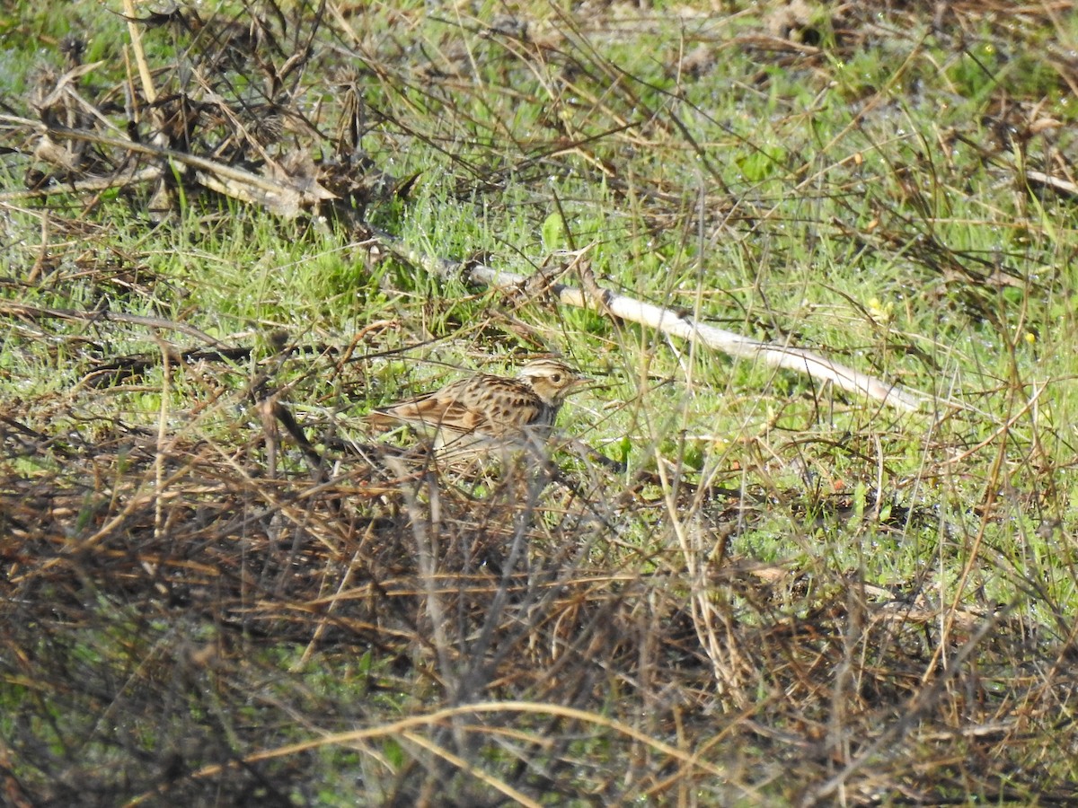חוגת עצים - ML646208900