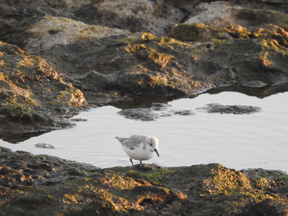 Sanderling - ML646208913