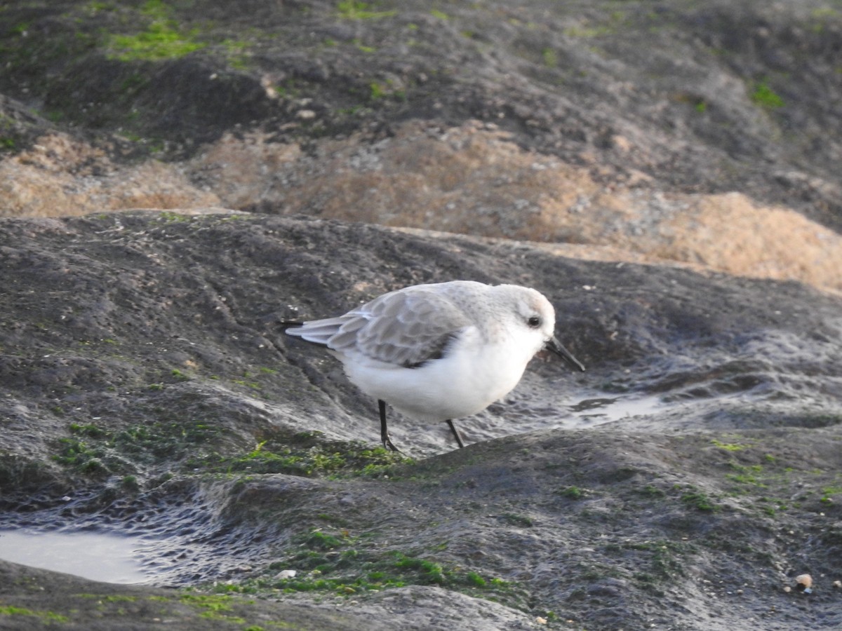 Sanderling - ML646208914