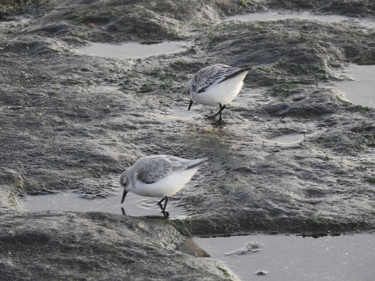 Sanderling - ML646208915