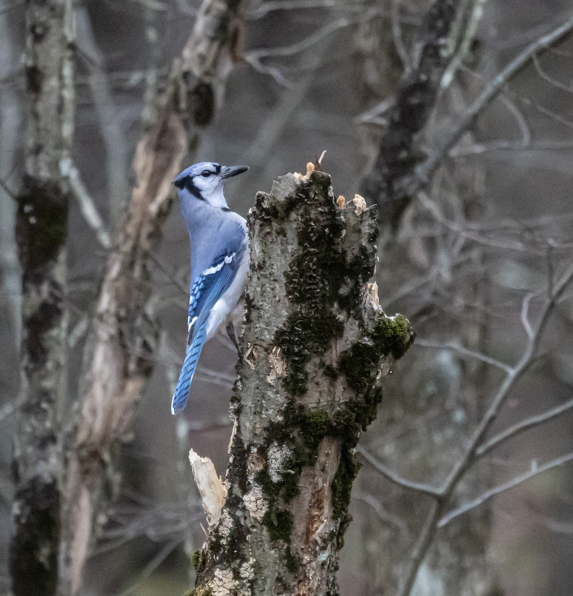 Blue Jay - ML646208916