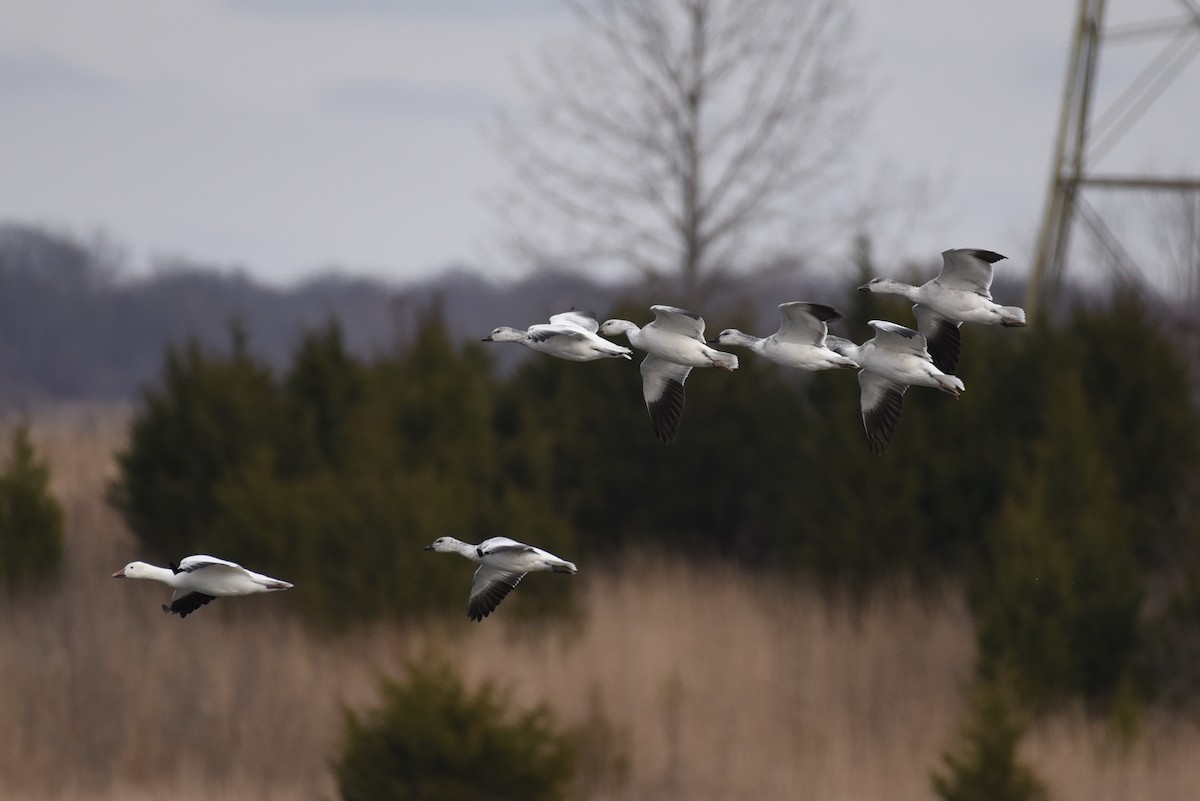 Гуска біла - ML646208917