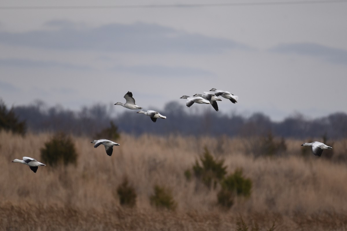 Гуска біла - ML646208918