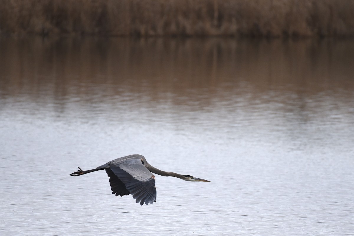 volavka velká - ML646208931