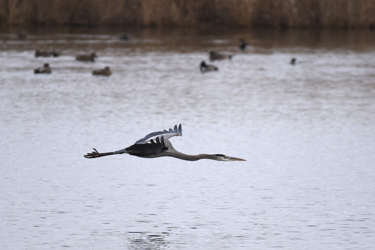 volavka velká - ML646208932