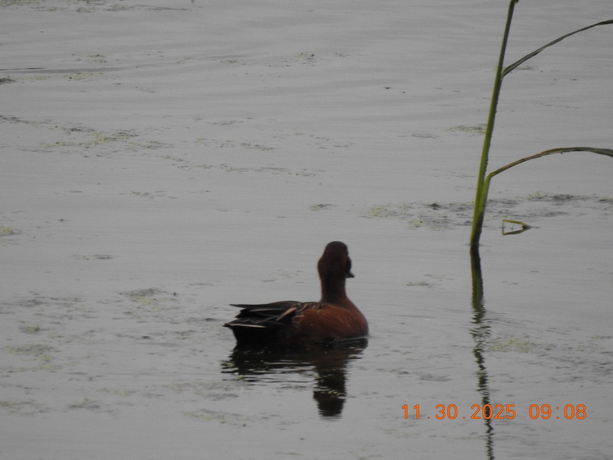 Cinnamon Teal - ML646208933