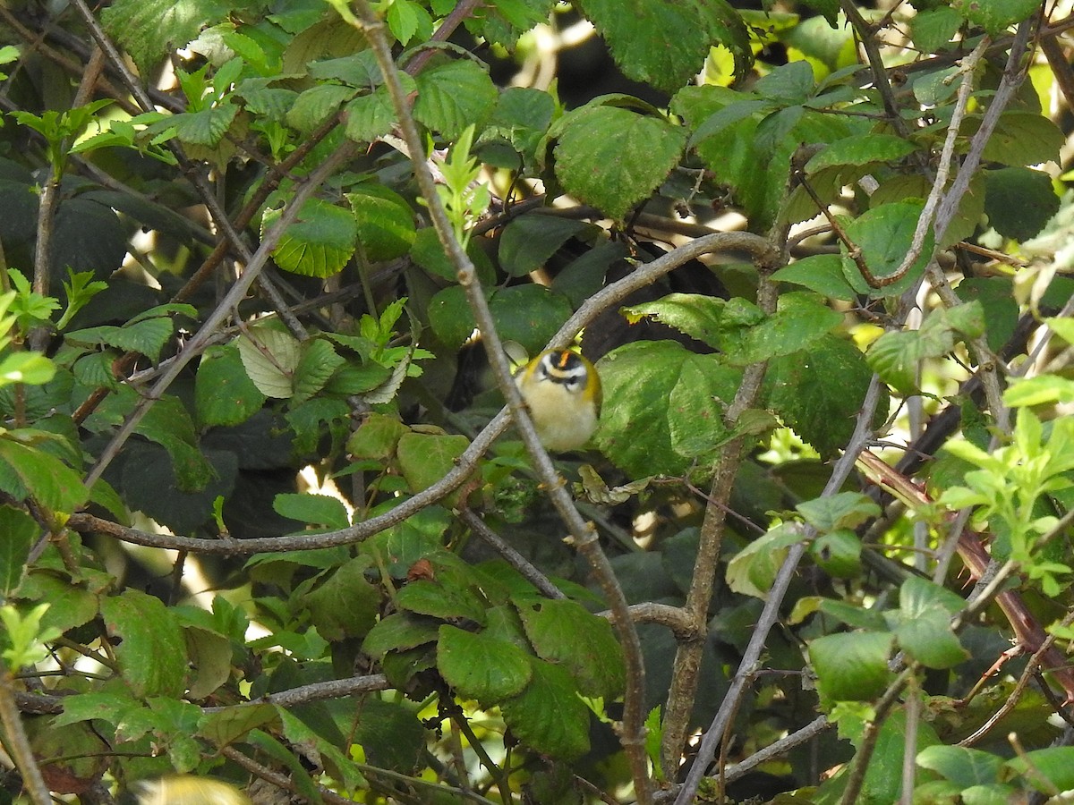 Common Firecrest - ML646208937