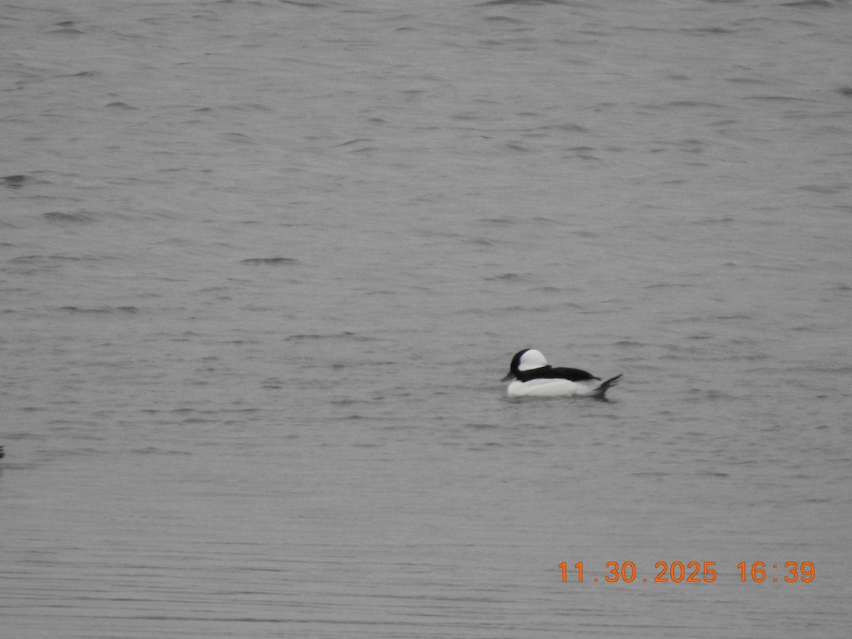 Bufflehead - ML646208944