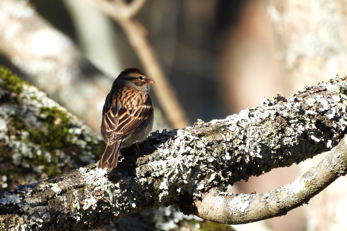 Chipping Sparrow - ML646208945