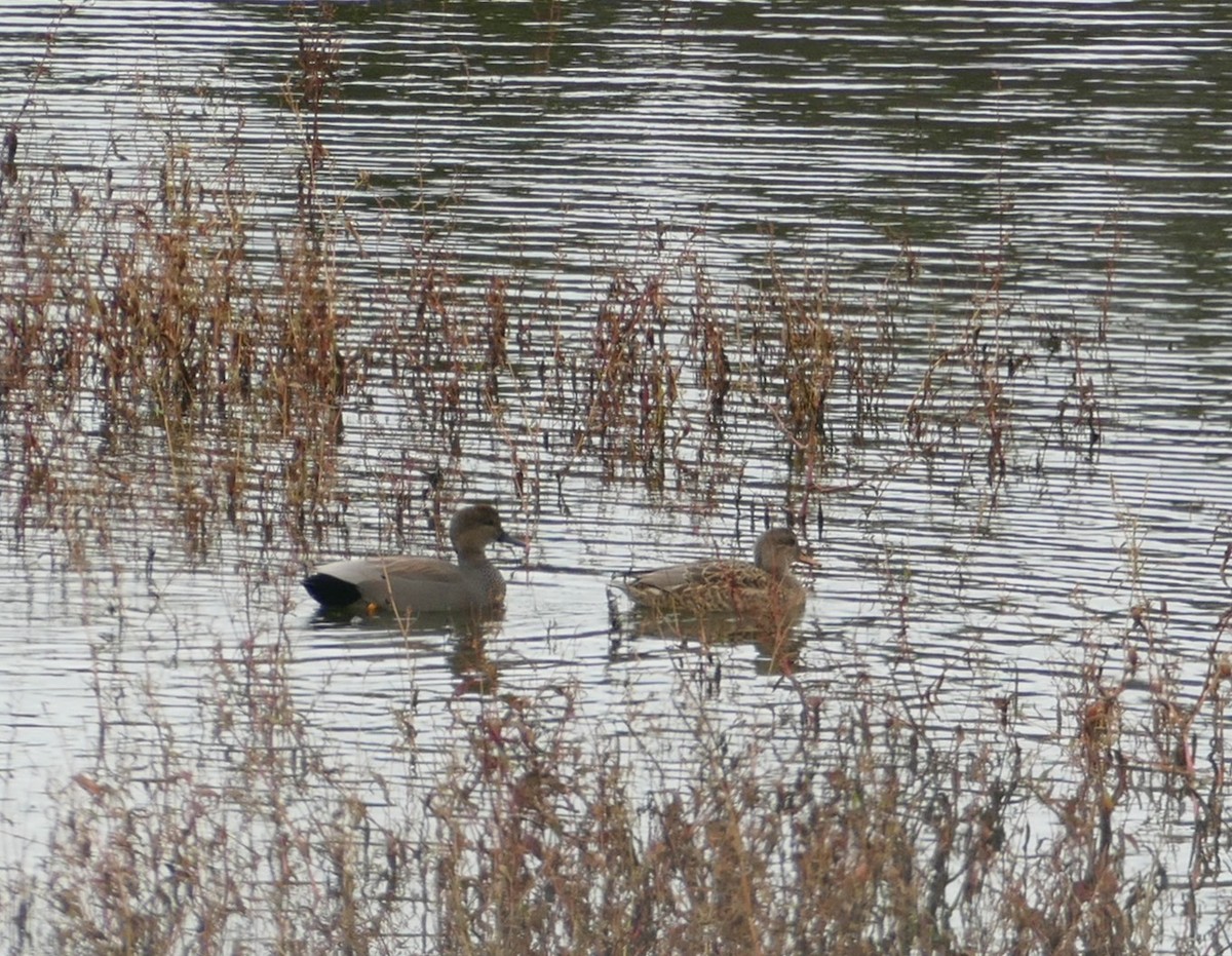 kopřivka obecná - ML646208946