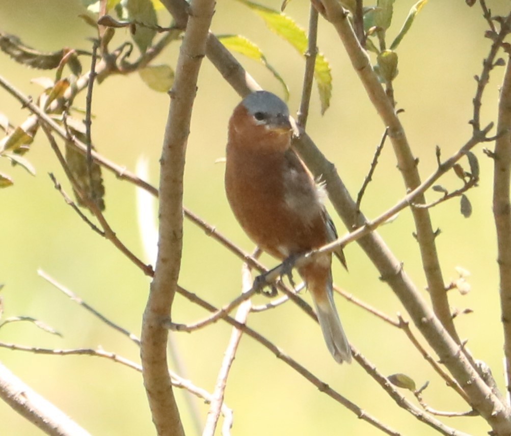 Chestnut Seedeater - ML646208949