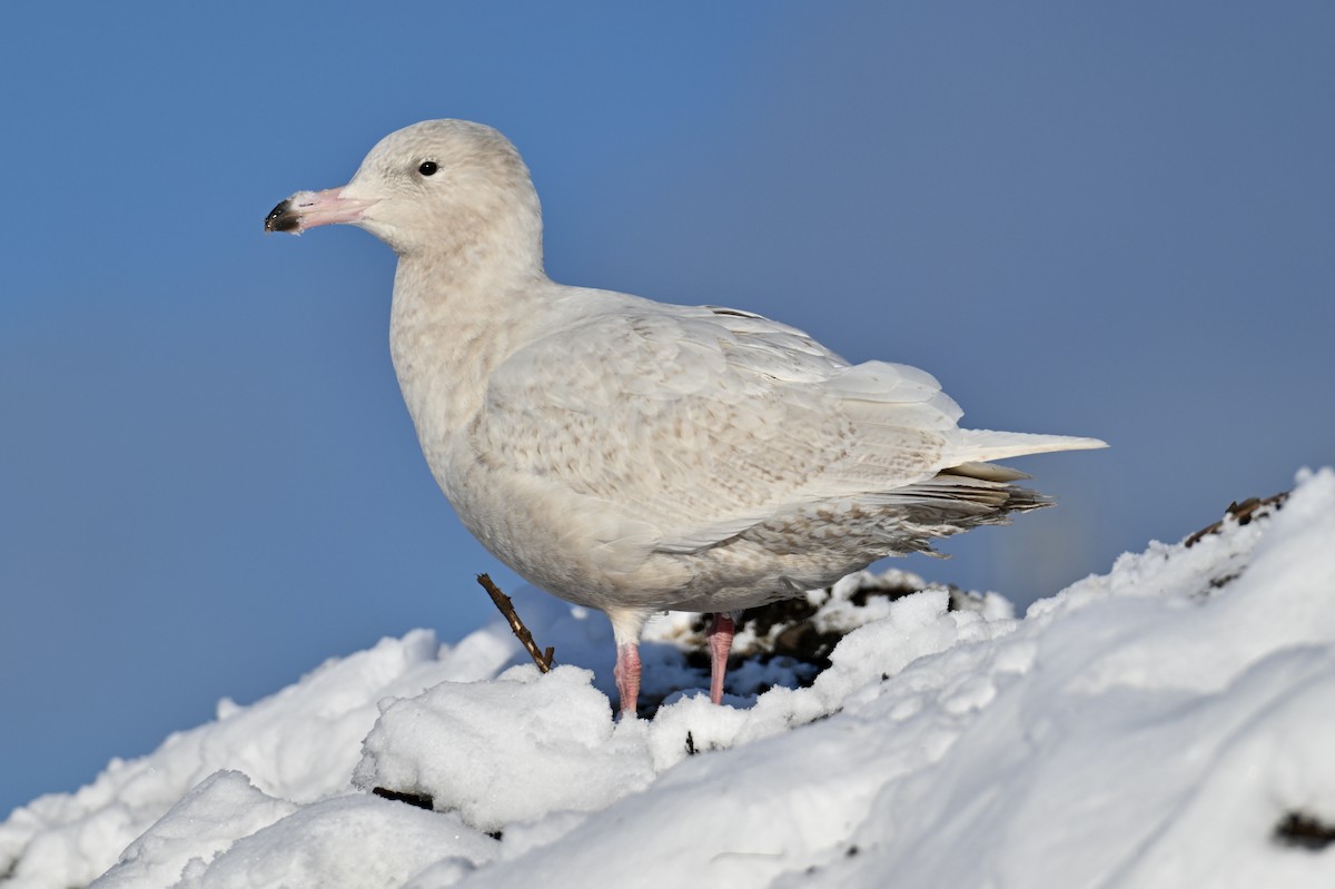 Glaucous Gull - ML646208951