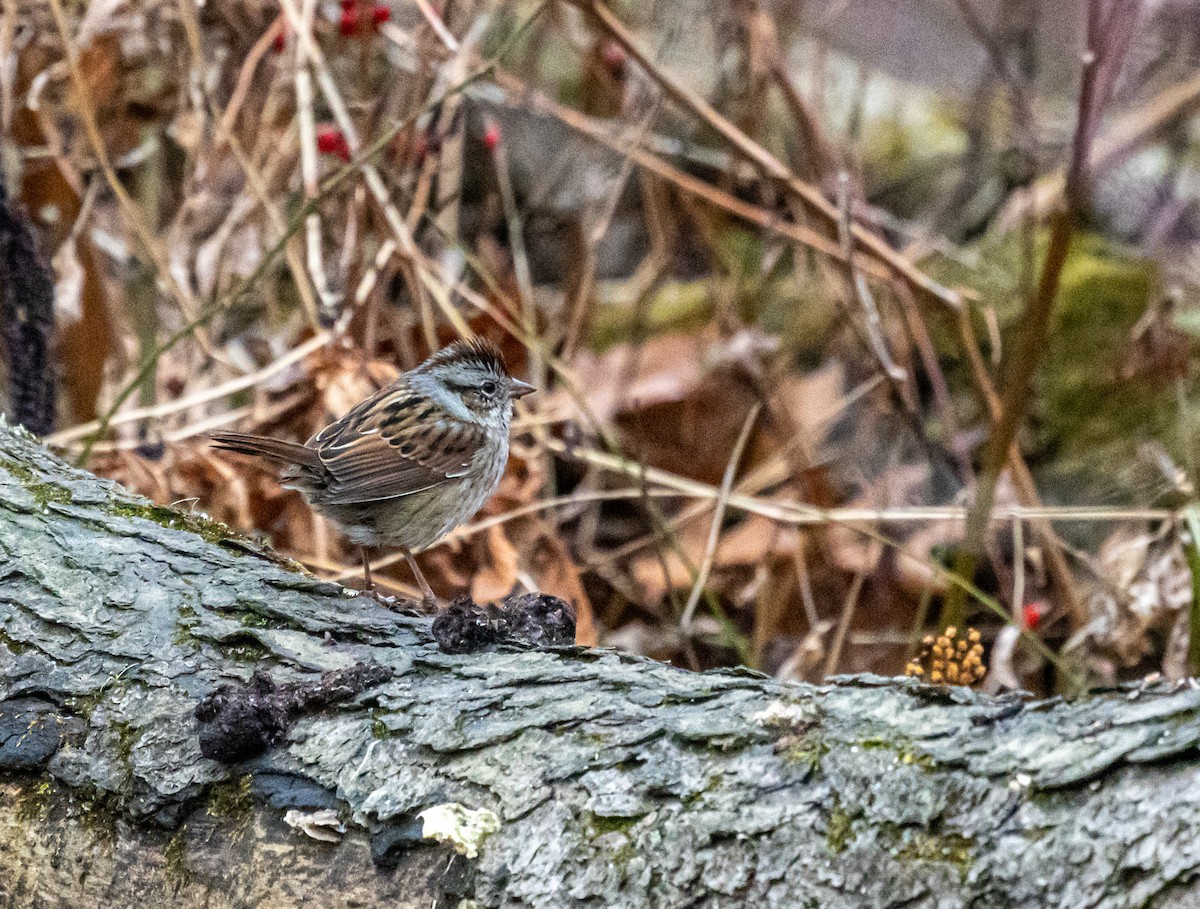 Swamp Sparrow - ML646208954