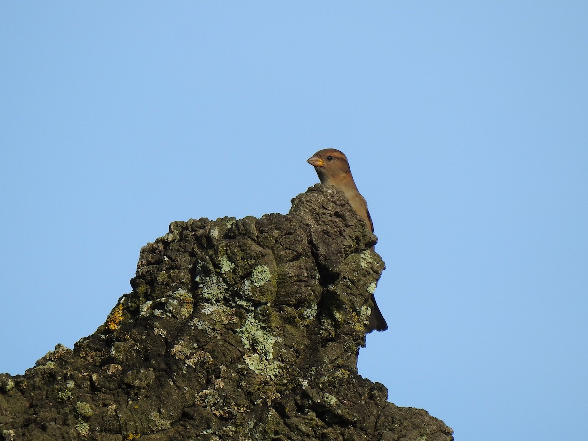 House Sparrow - ML646208955