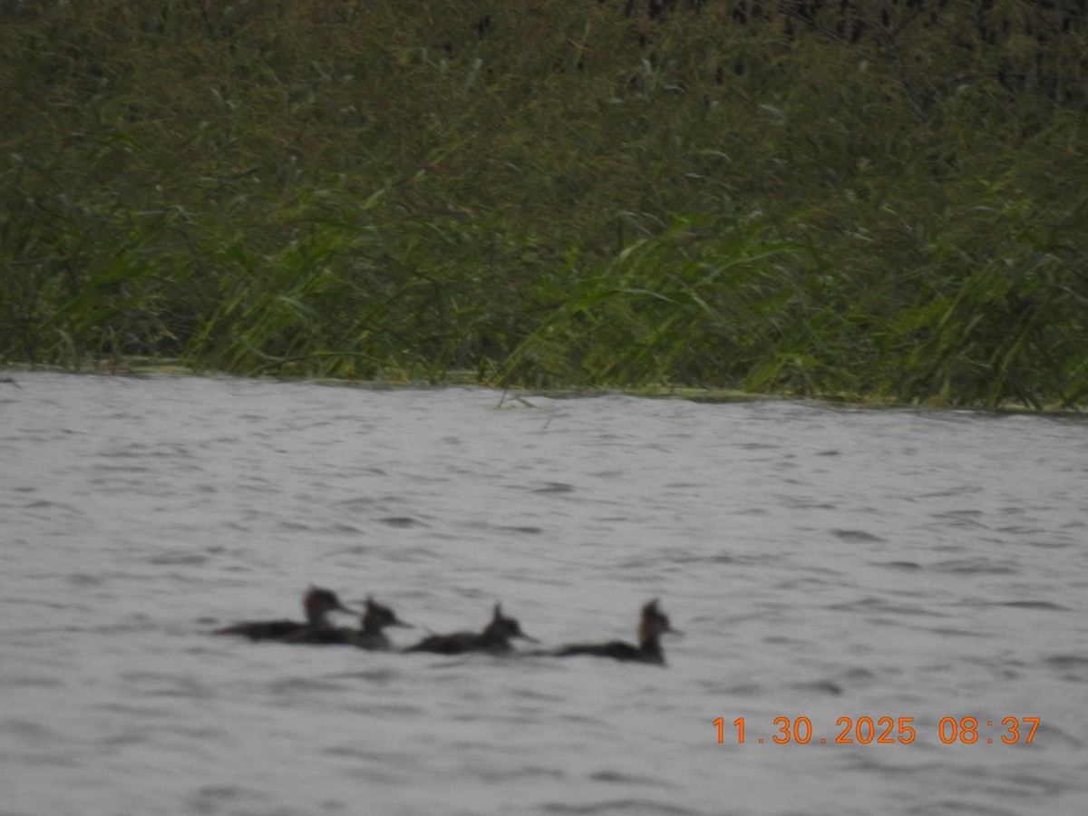 Hooded Merganser - ML646208960