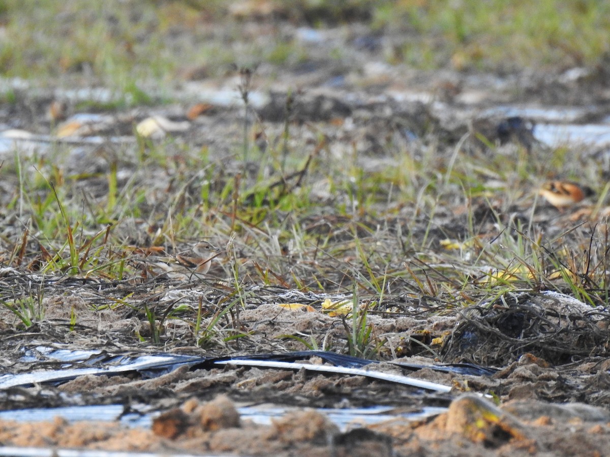 Brambling - ML646208978