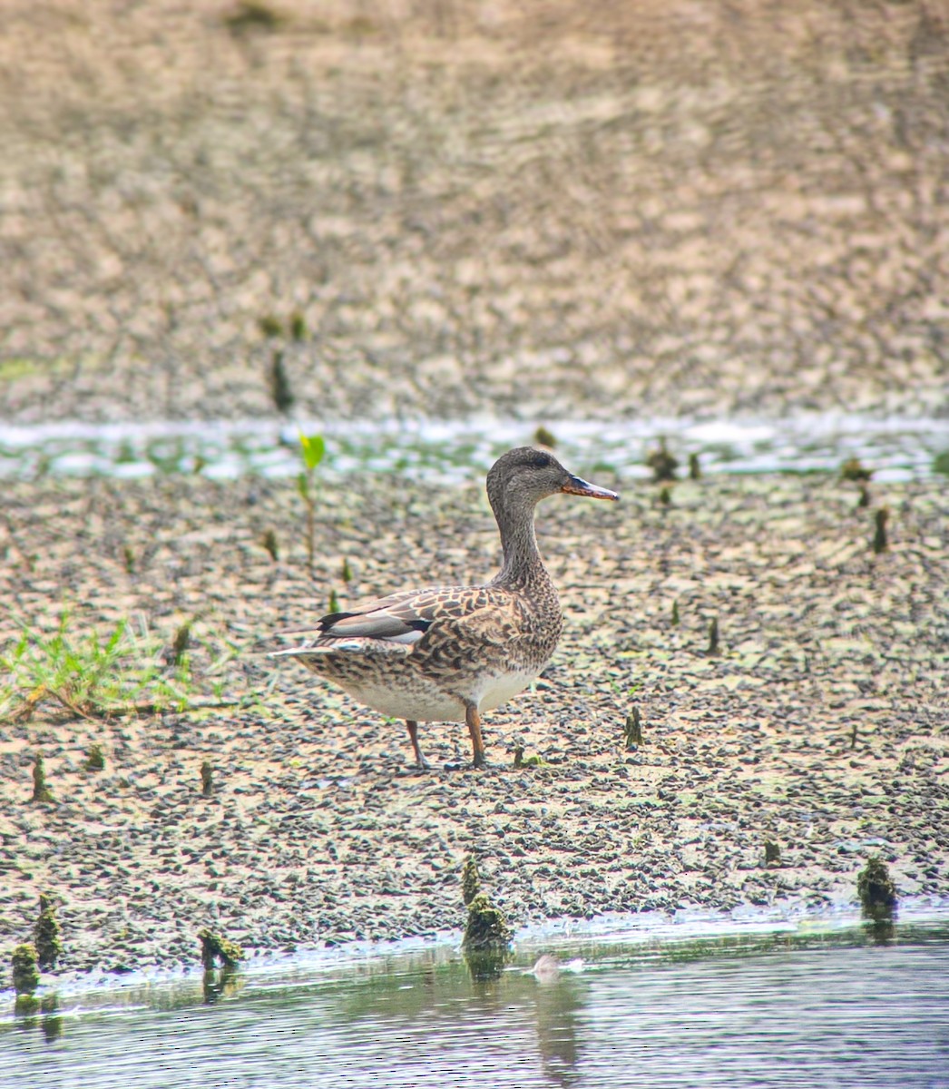 Gadwall - ML646208979
