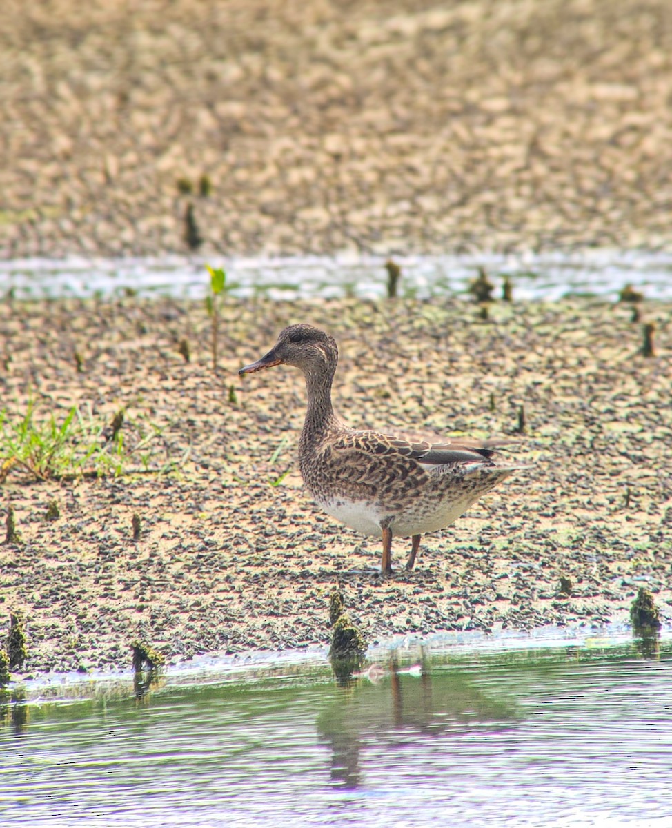 Gadwall - ML646208980
