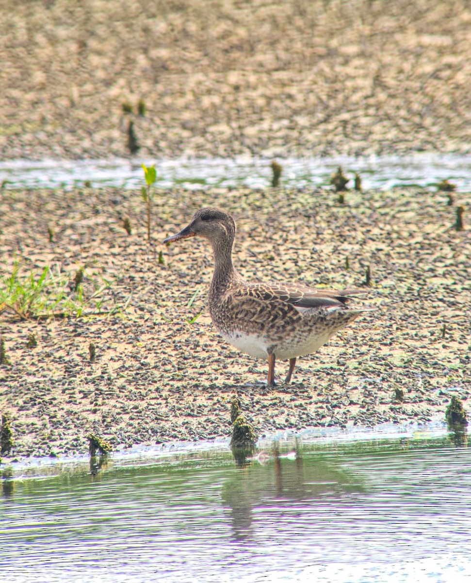 Gadwall - ML646208981