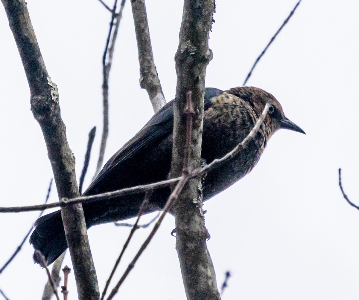 Rusty Blackbird - ML646208984