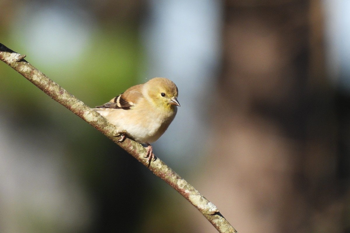 American Goldfinch - ML646208985
