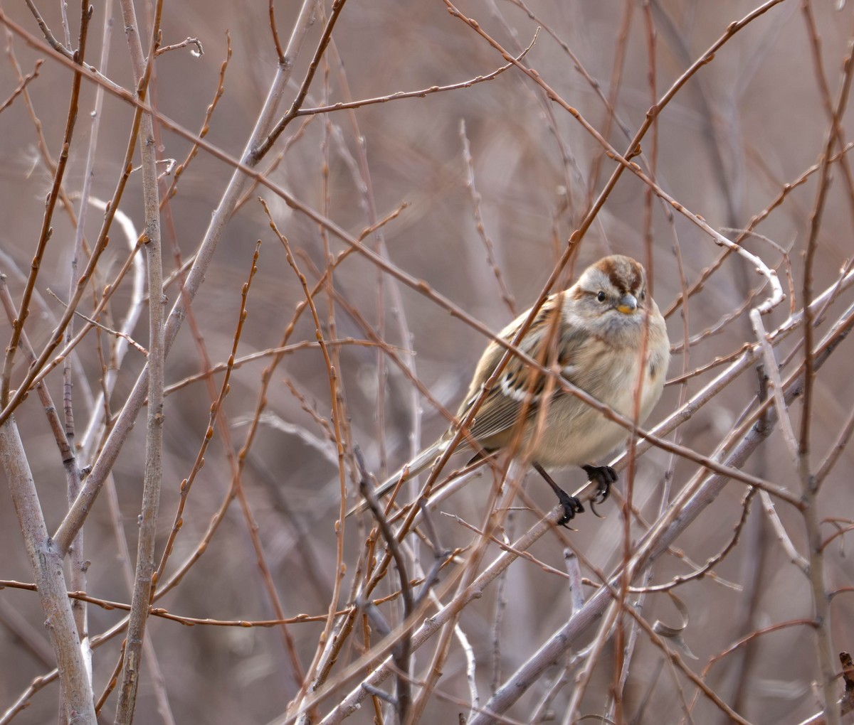 Hudson Körfezi Serçesi - ML646208986