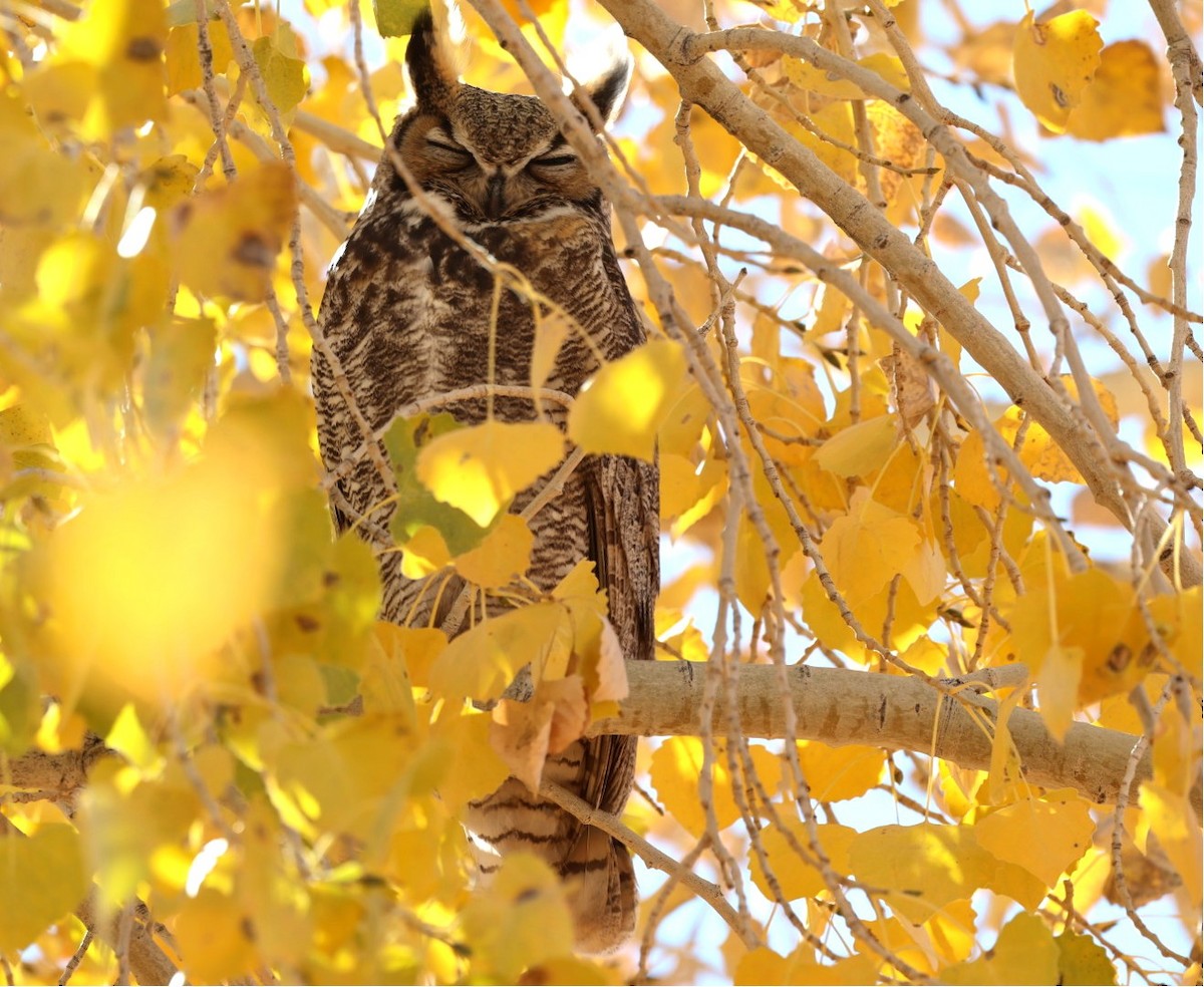 アメリカワシミミズク - ML646208988