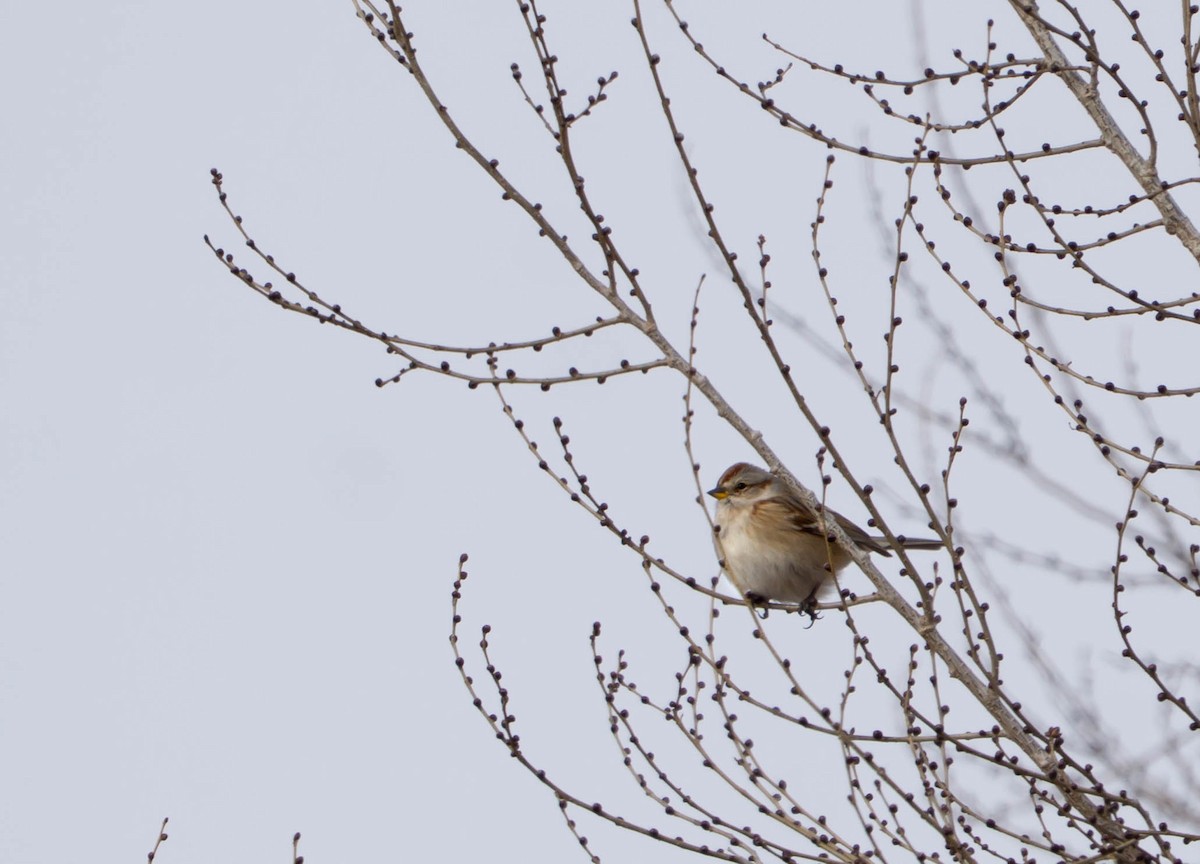 Hudson Körfezi Serçesi - ML646208989