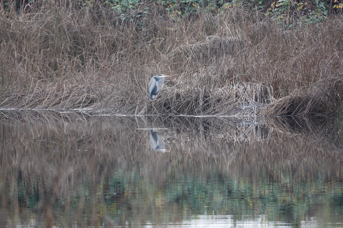 Kanadareiher - ML646208991