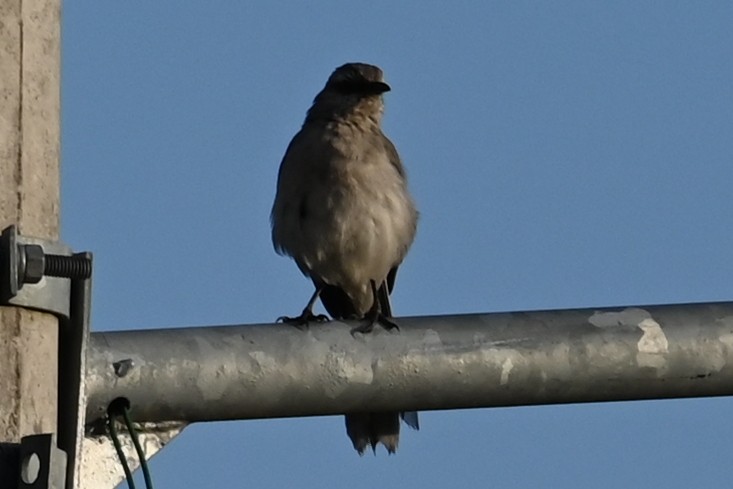 Tropikal Taklitçi - ML646208992