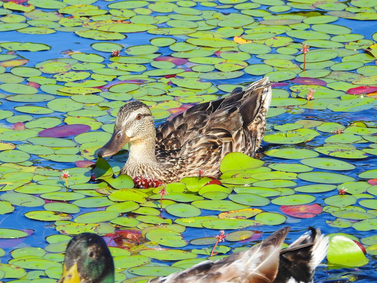 Stockente - ML646208998