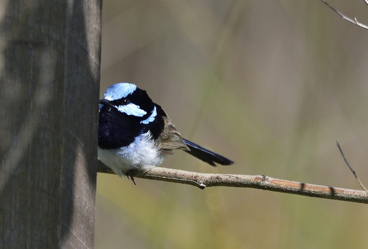 Prachtstaffelschwanz - ML646209000