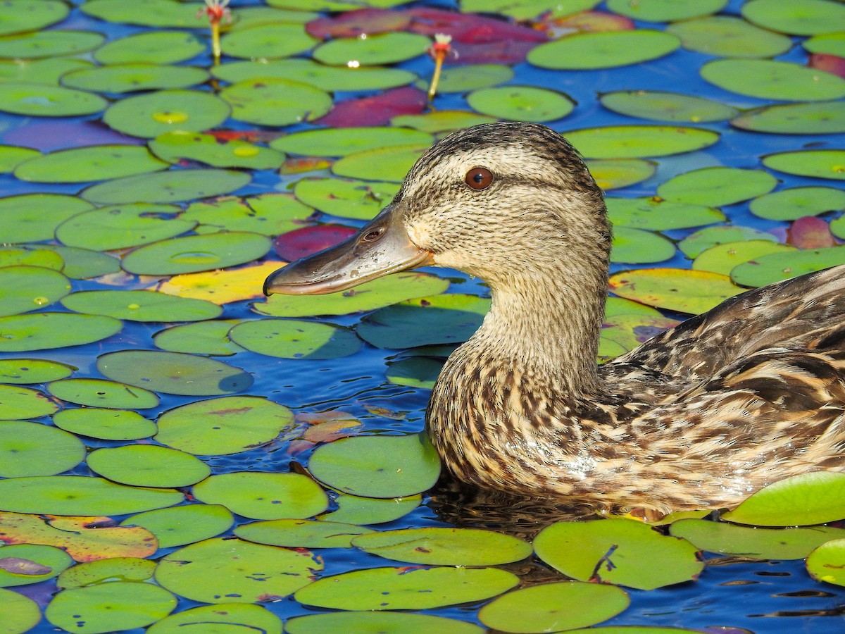 Stockente - ML646209001