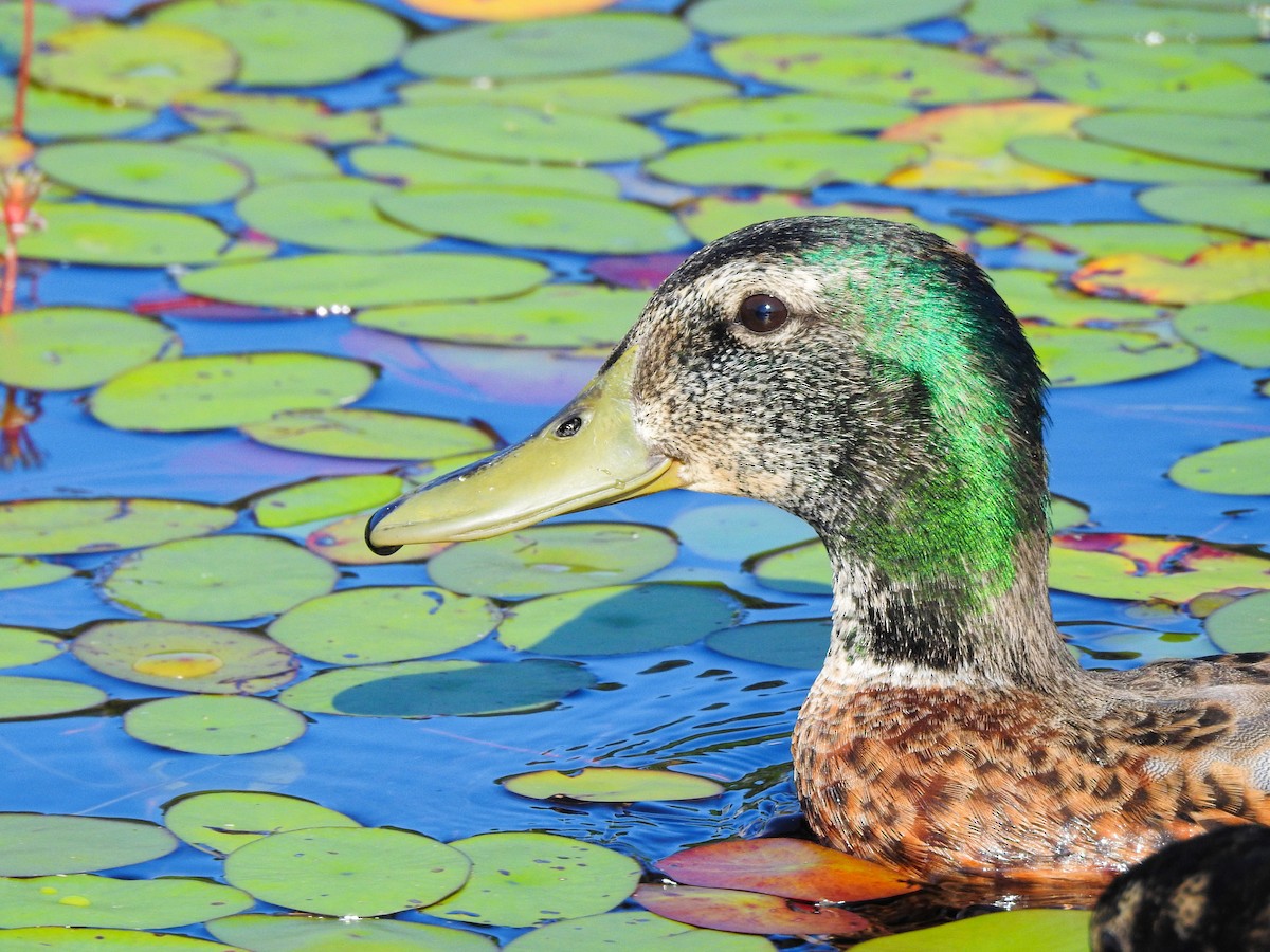 Stockente - ML646209002