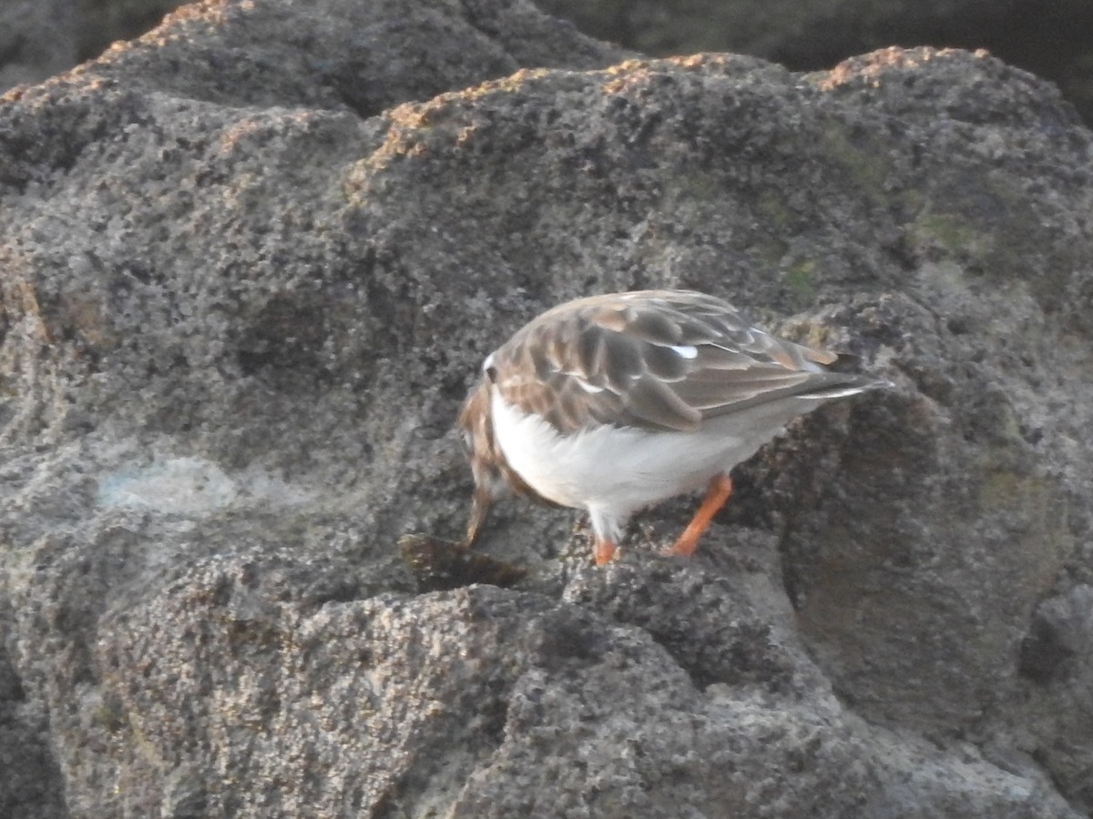 Steinwälzer - ML646209003