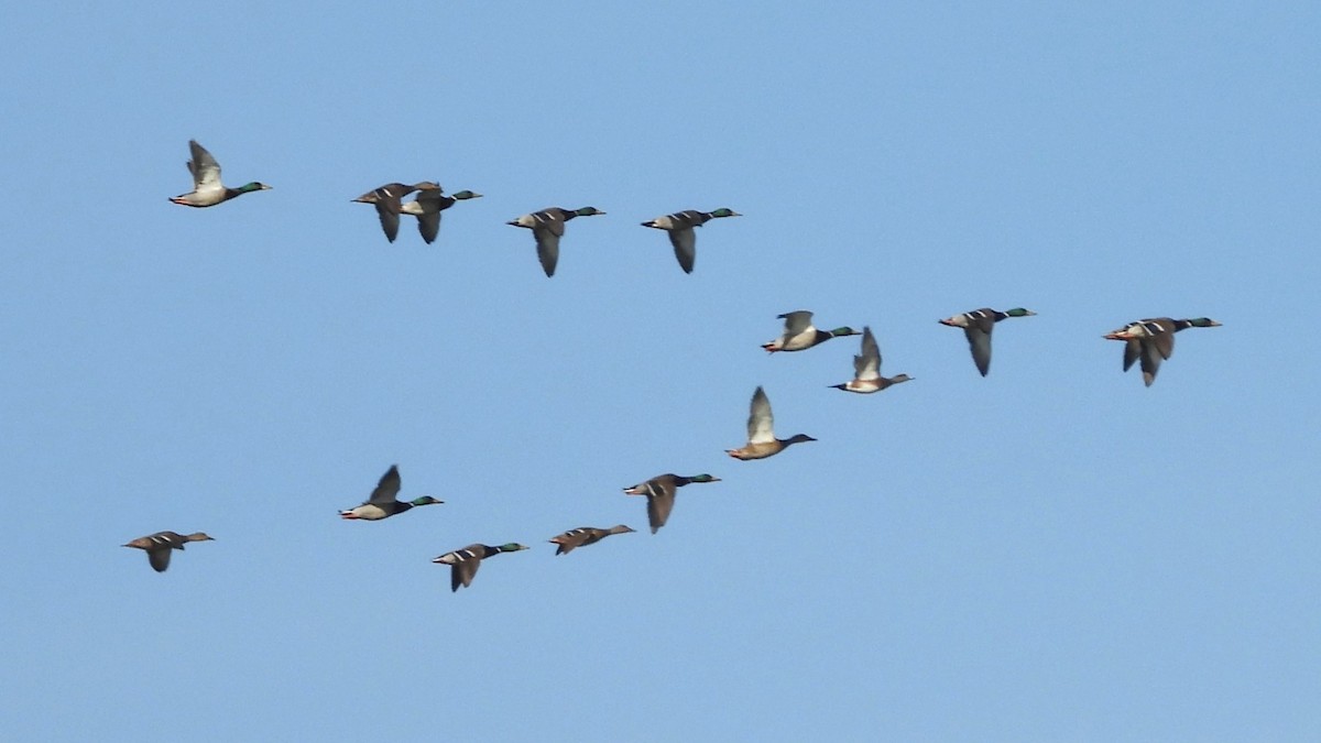 Kanadapfeifente - ML646209004