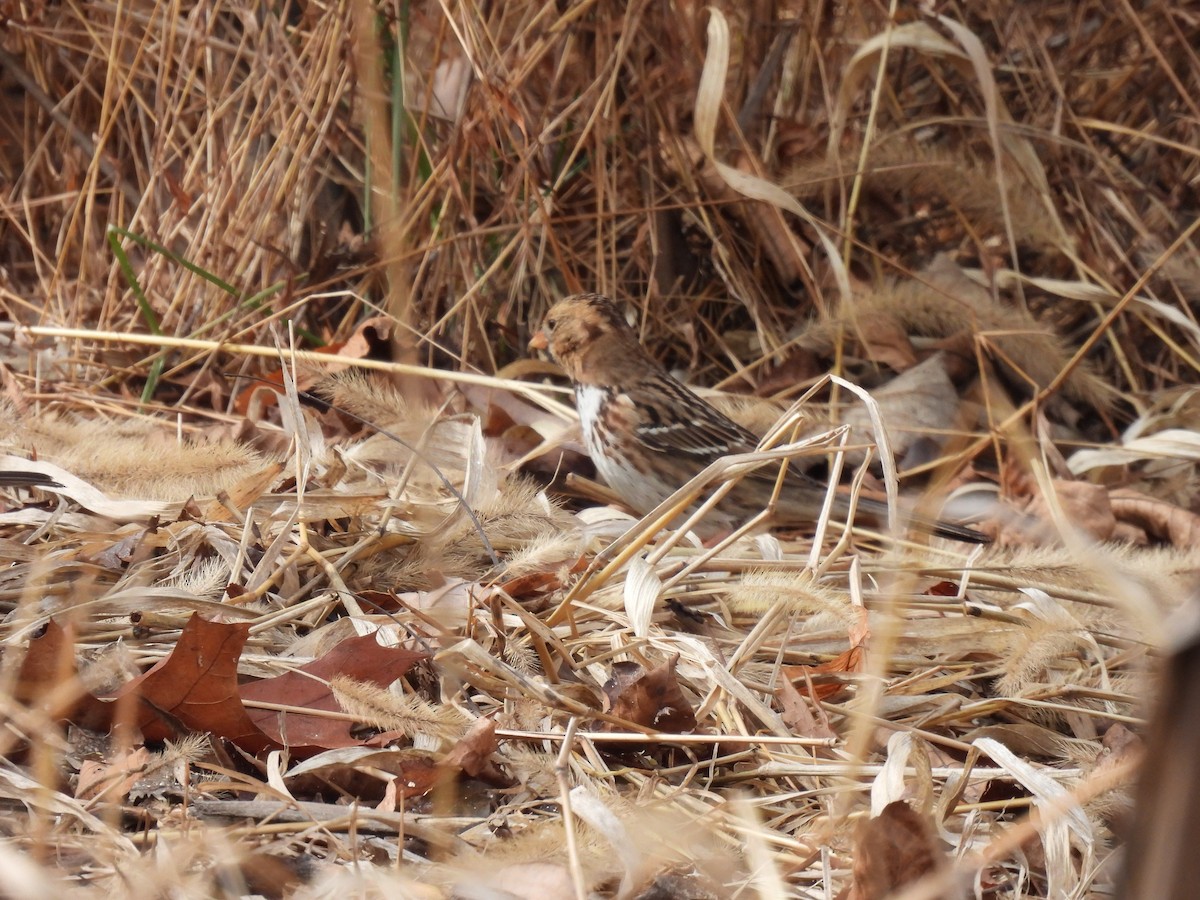 Harrisammer - ML646209005