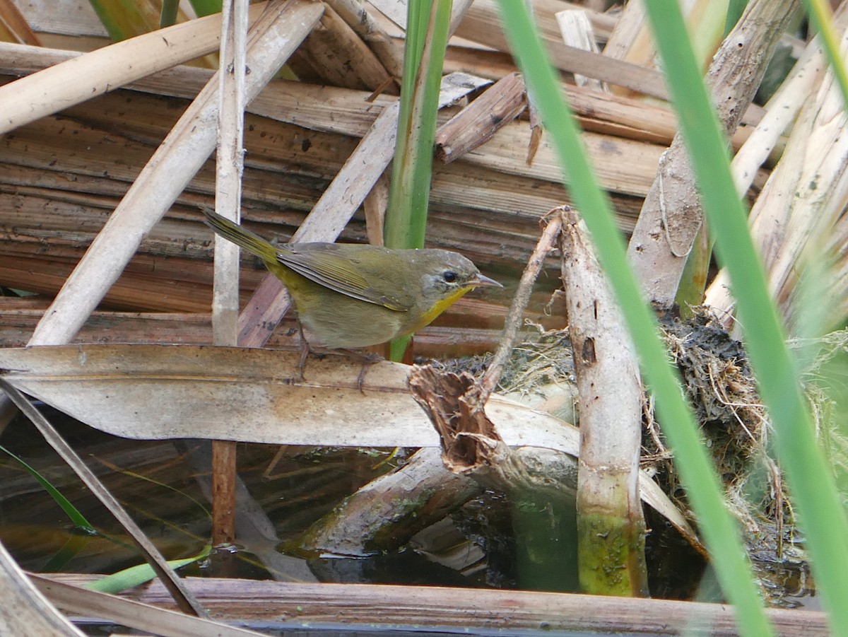 Weidengelbkehlchen - ML646209006