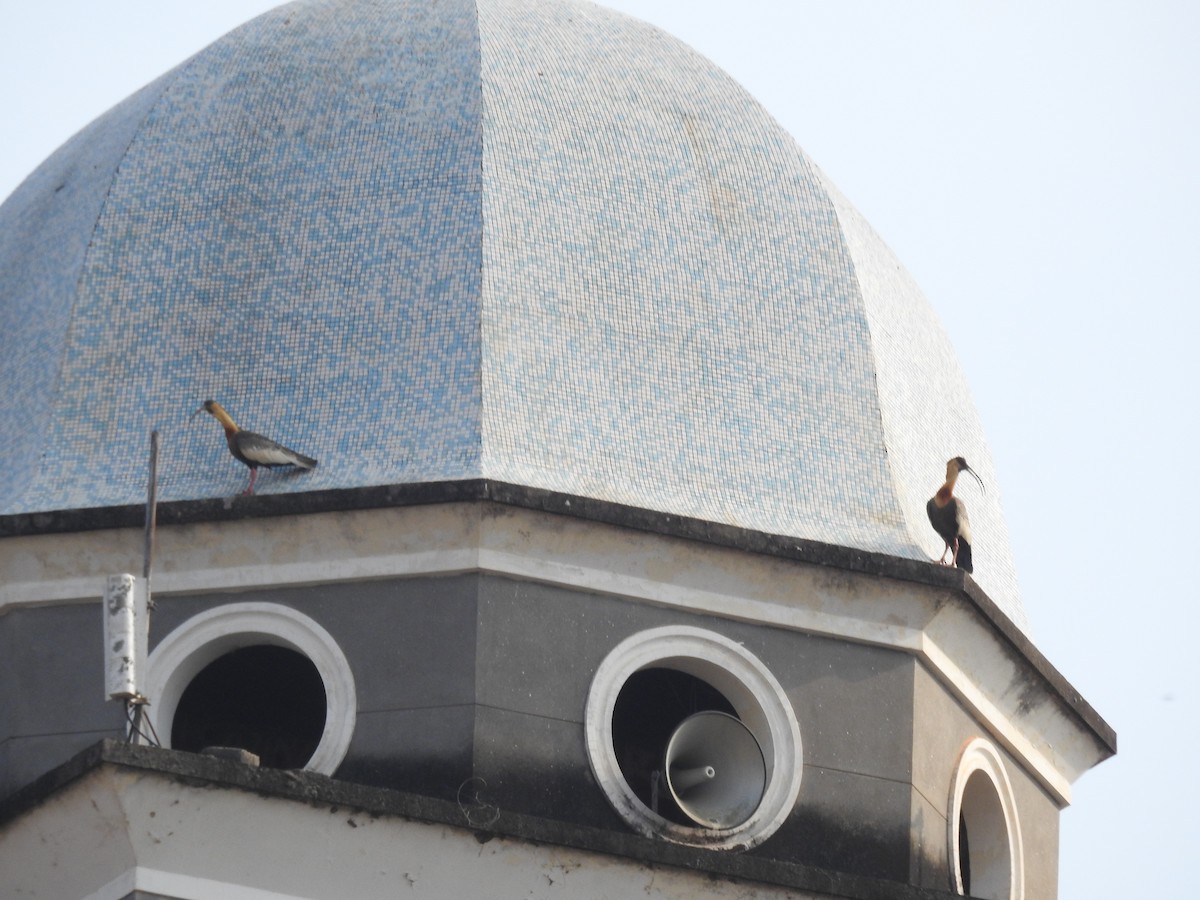 Weißhalsibis - ML646209007