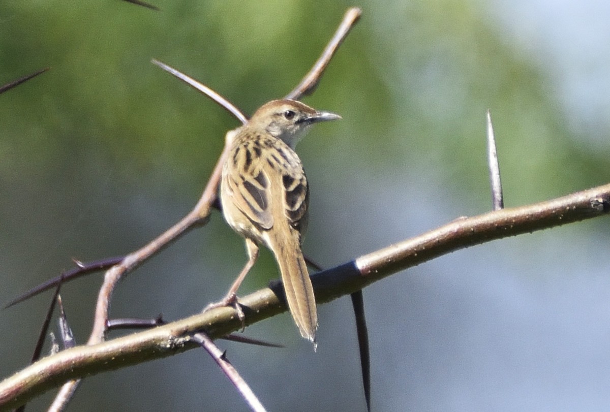 ズアカオオセッカ - ML646209008