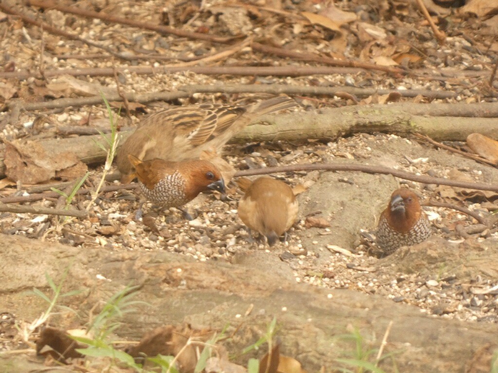 Muskatbronzemännchen - ML646209010