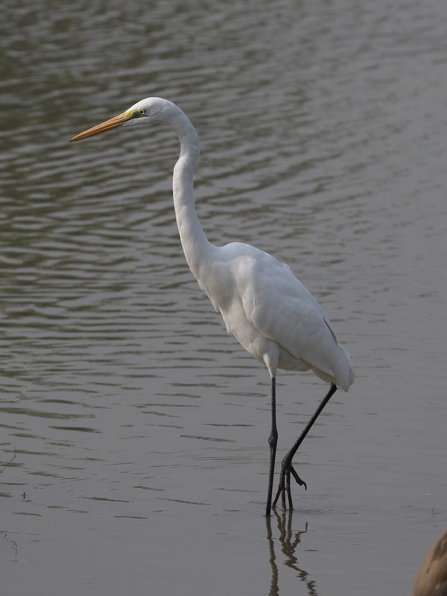 Silberreiher - ML646209011