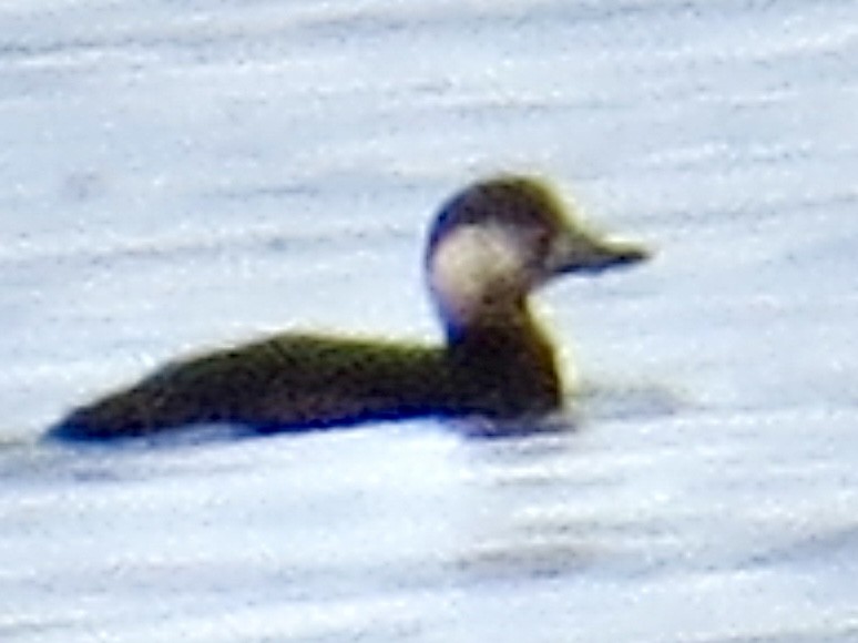 Pazifiktrauerente - ML646209012