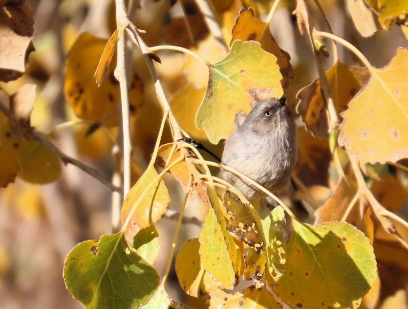 Buschschwanzmeise - ML646209013