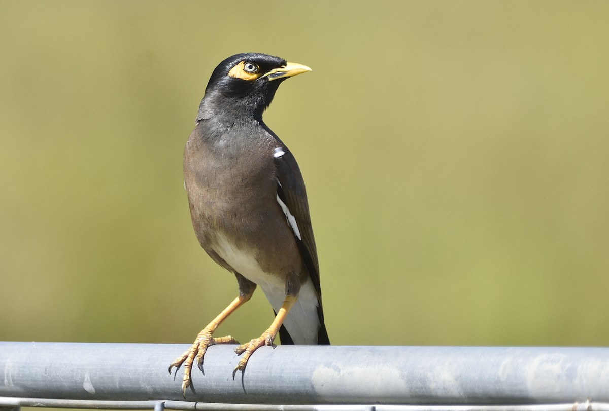 Hirtenmaina - ML646209015