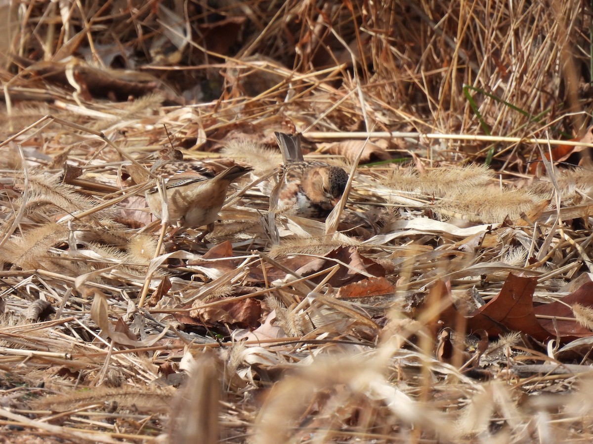 Harrisammer - ML646209016