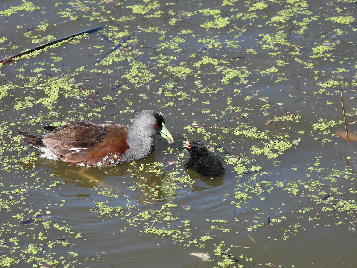 Maskenteichhuhn - ML646209019