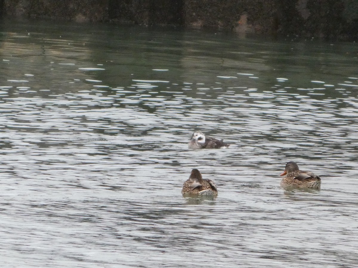 Eisente - ML646209020